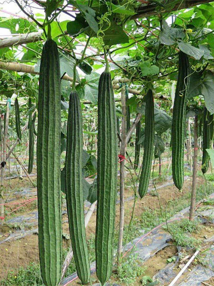 Meiling No.2 Luffa
