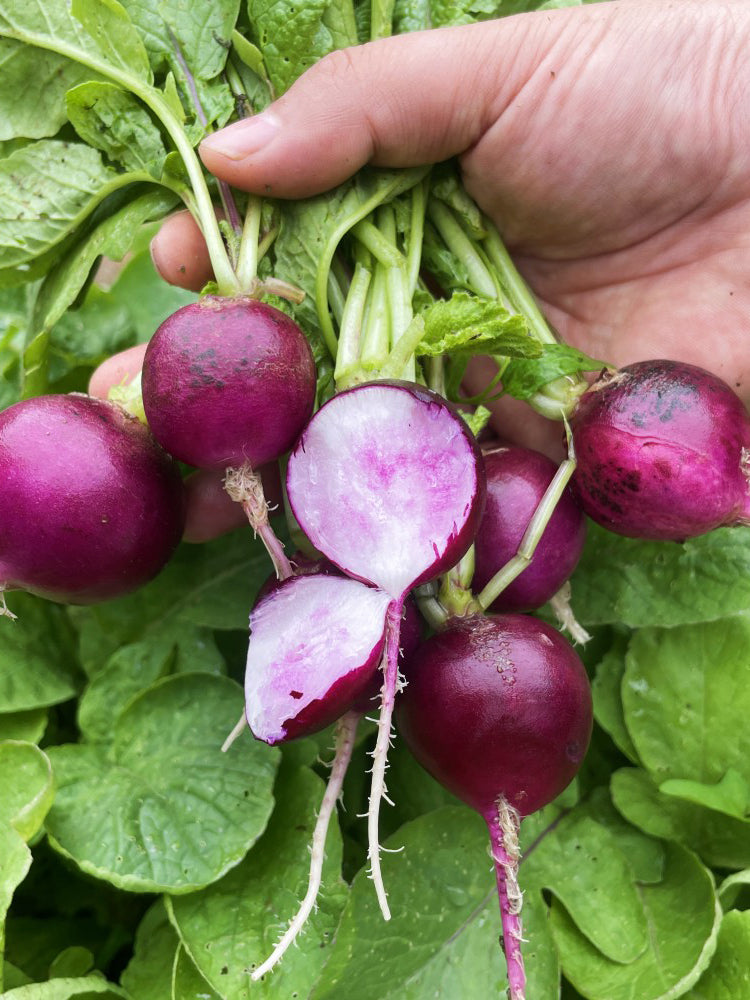 Purple Cherry Radish