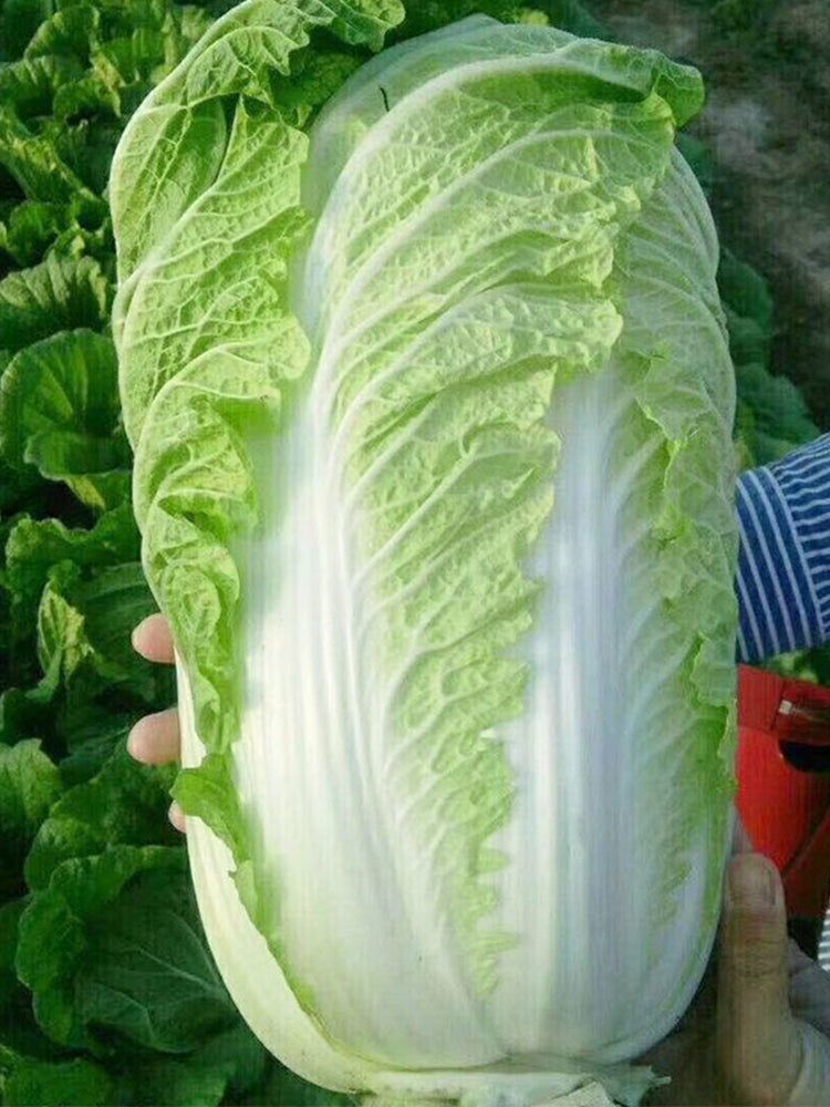 Fengkang 90 Chinese Cabbage