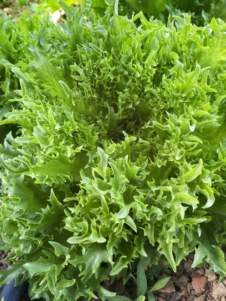 Chrysanthemum Salad Lettuce