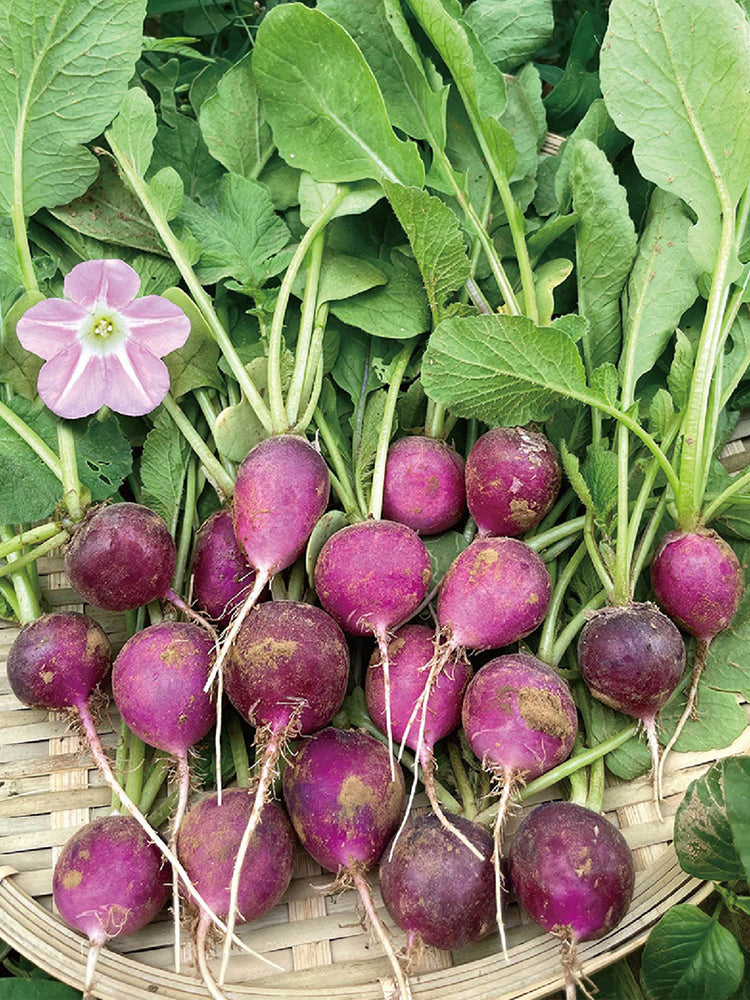 Purple Cherry Radish