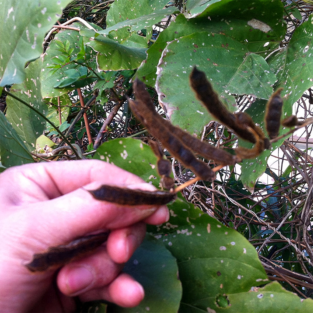 Bellfarm® Pueraria lobata Kudzu Seeds