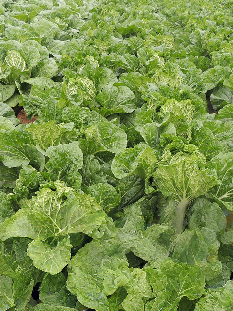 'Qiuguan 70' Chinese Cabbage
