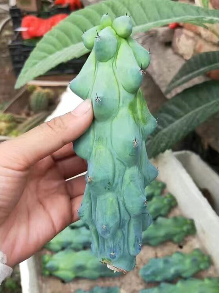 Myrtillocactus geometrizans 'Fukurokuryuzinboku'