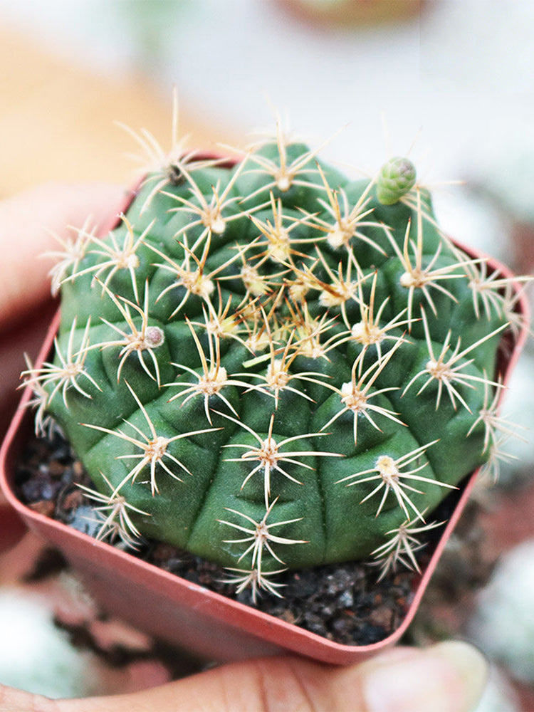 Gymnocalycium anisitsii