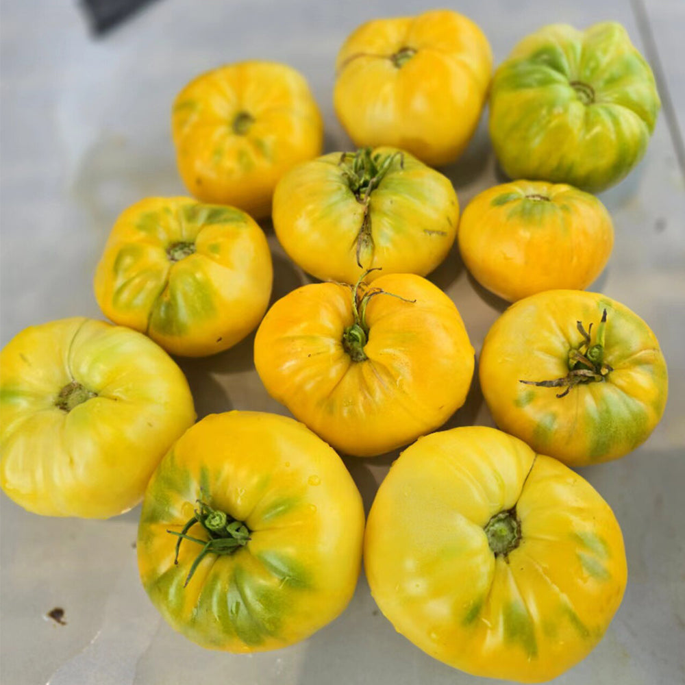 666 Eva Yellow Heart Tomato