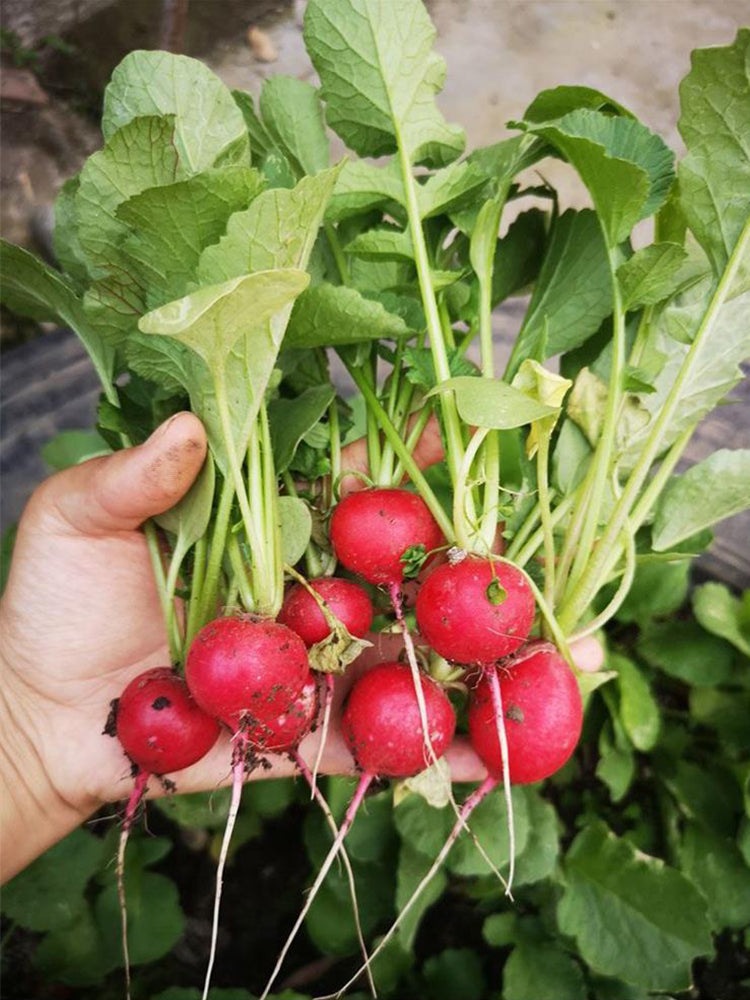 Cherry Radish