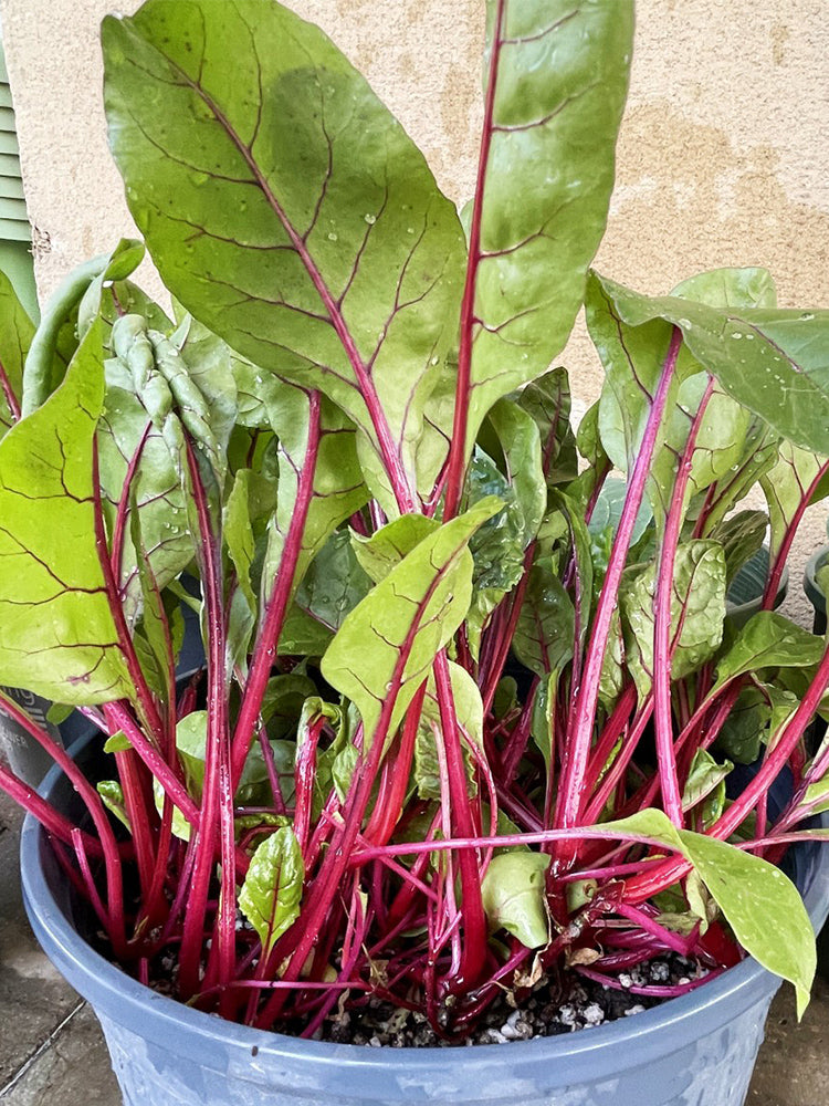 Red-stemmed Spinach