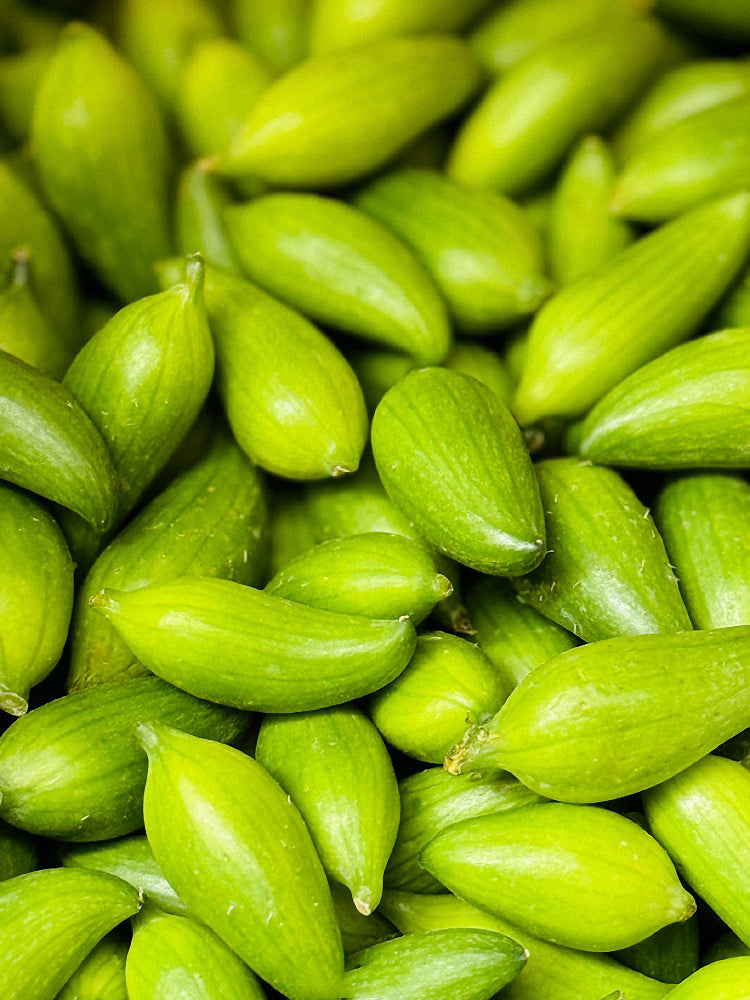 Slipper Gourd (Cyclanthera pedata)