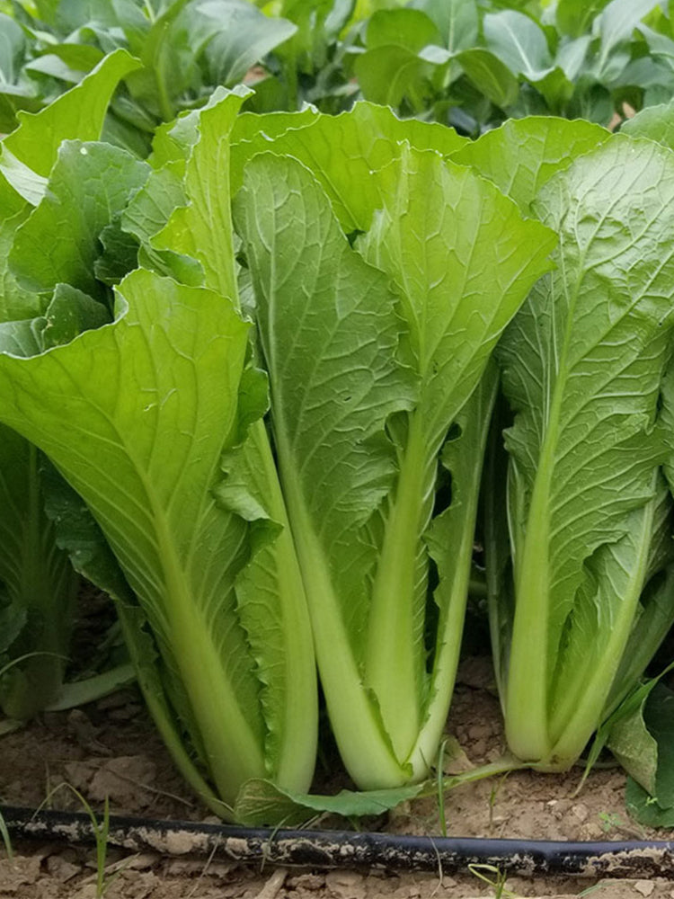 'Shenglv No.3' Fast-Growing Bok Choy