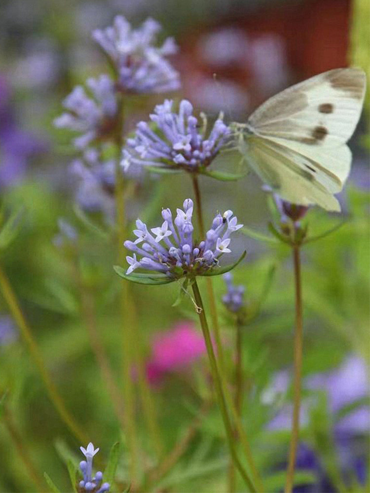 Blue Woodruff (Asperula orientalis)