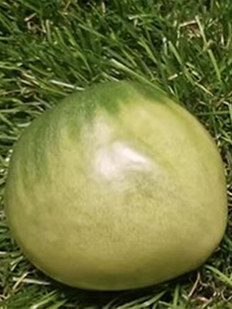 1079 Moldovan Green Heart Tomato