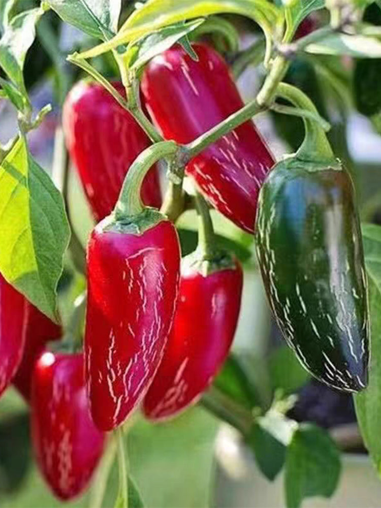 Mexican Chili Pepper