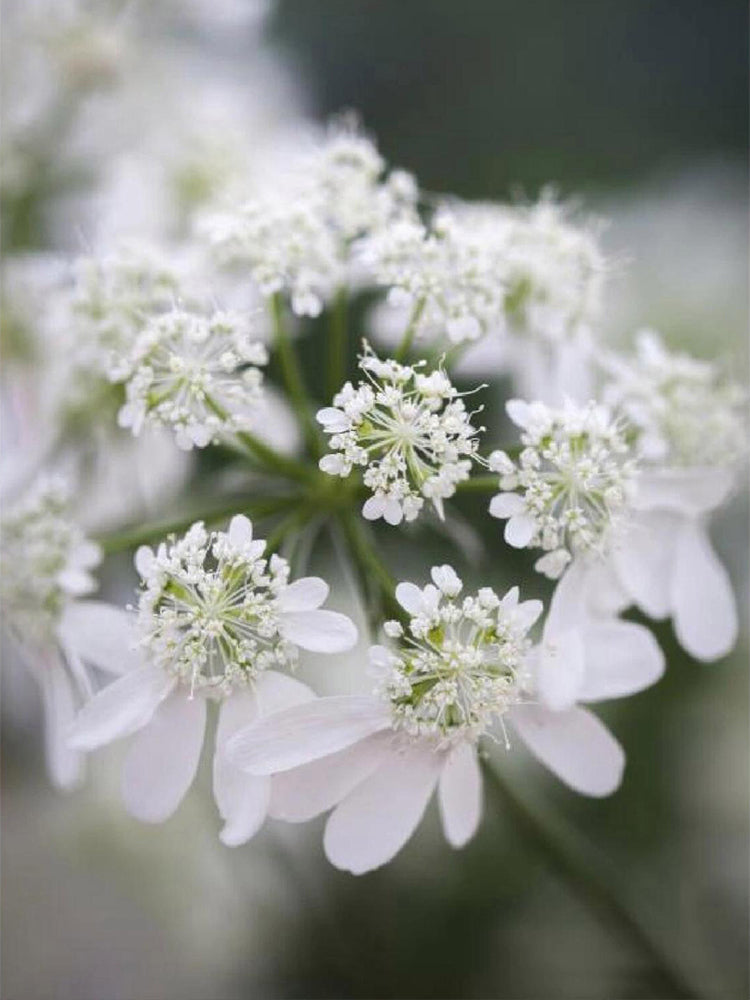 White Laceflower (Orlaya grandiflora)
