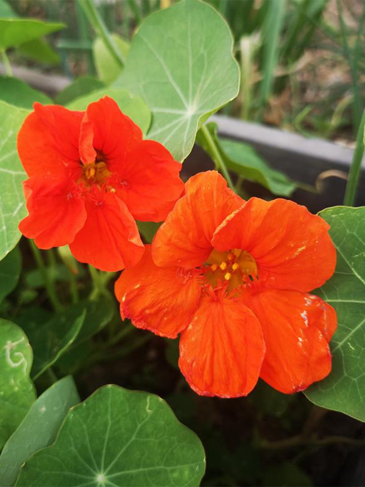 Royal Scarlet' Red Nasturtium (Tropaeolum majus)