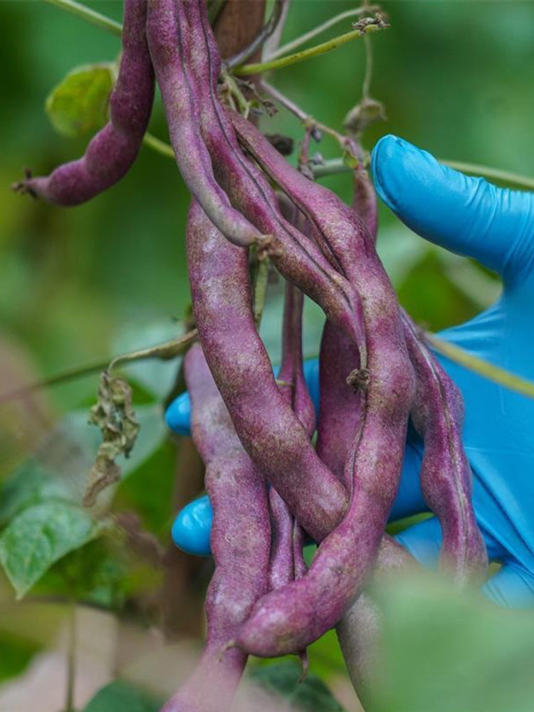 Huajun No.8 Purple Kidney Beans