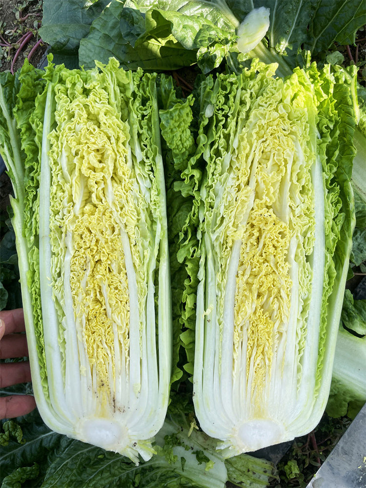 'Jinqi No.5' Chinese Cabbage
