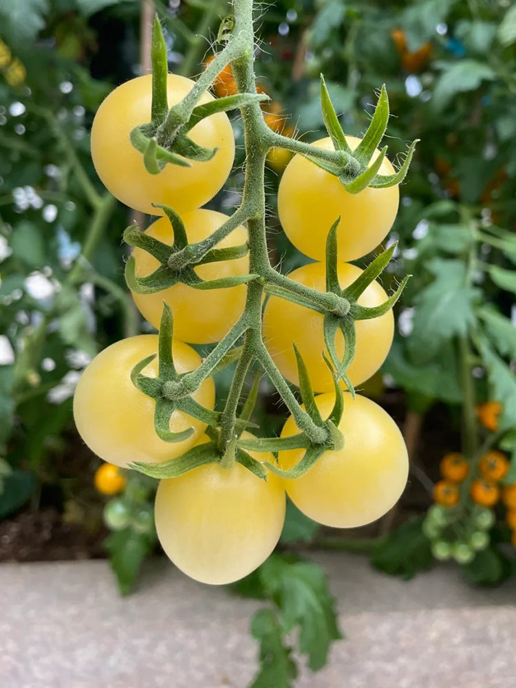 'White Princess F1' Tomato