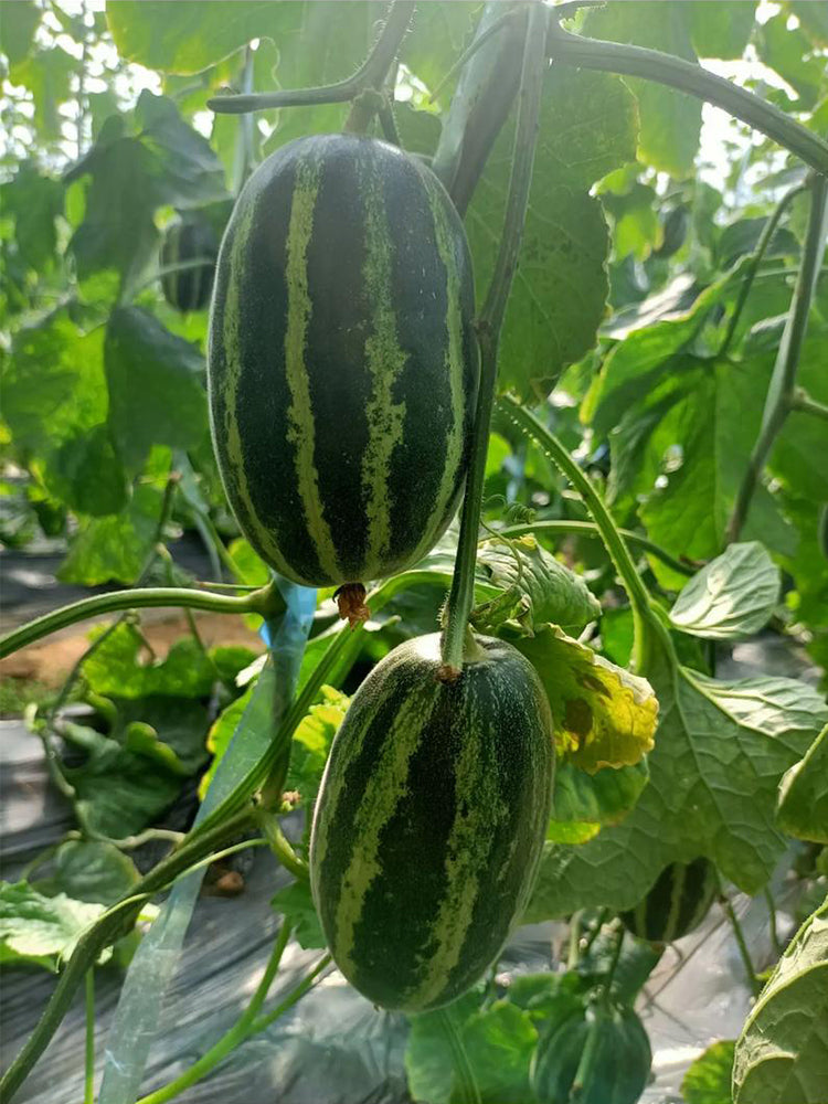 Extremely Sweet Melon