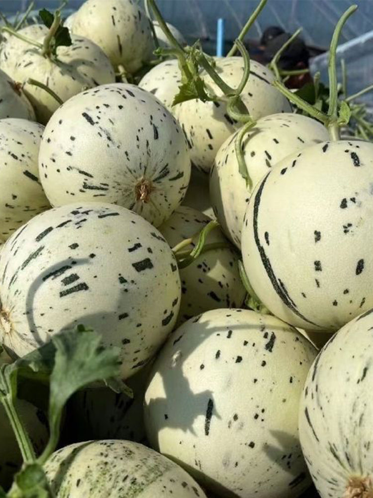 Meteor Silver Jade Melons