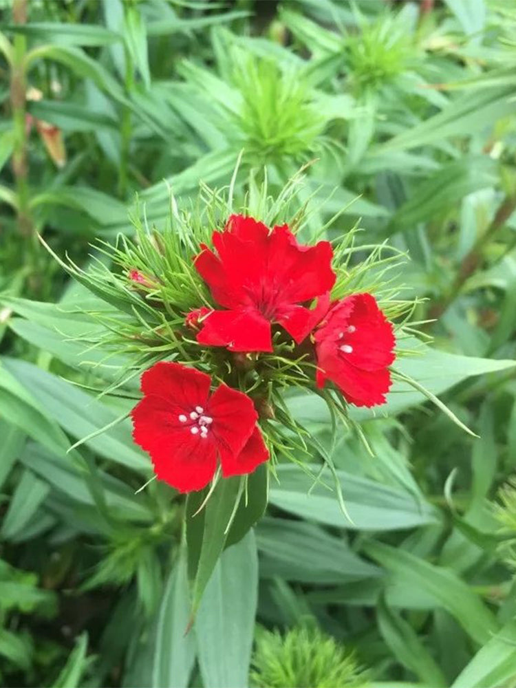 Red Sweet William (Dianthus barbatus L.)