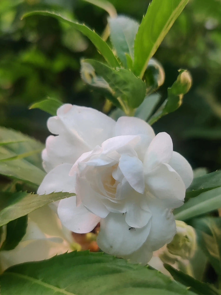 White Garden Balsam Double Flowers (Impatiens balsamena.L)