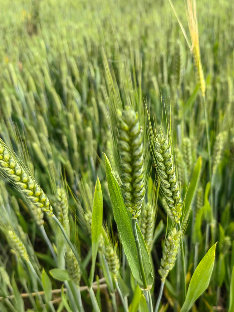 Barley