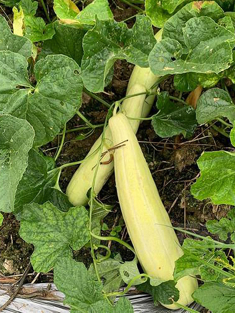 Ketian Brand White-Veined White Melons
