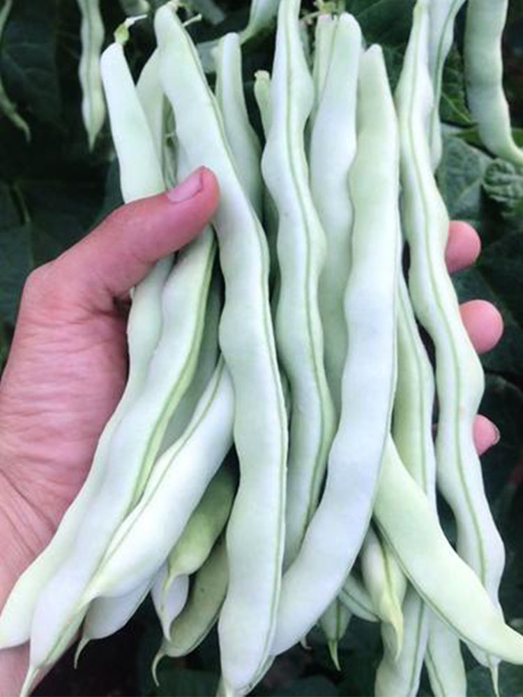Huajun No.9 Kidney Beans