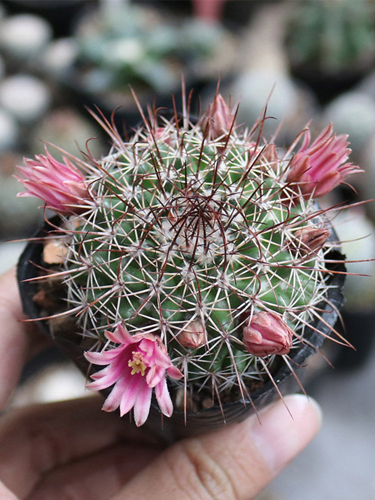Mammillaria tayloriorum