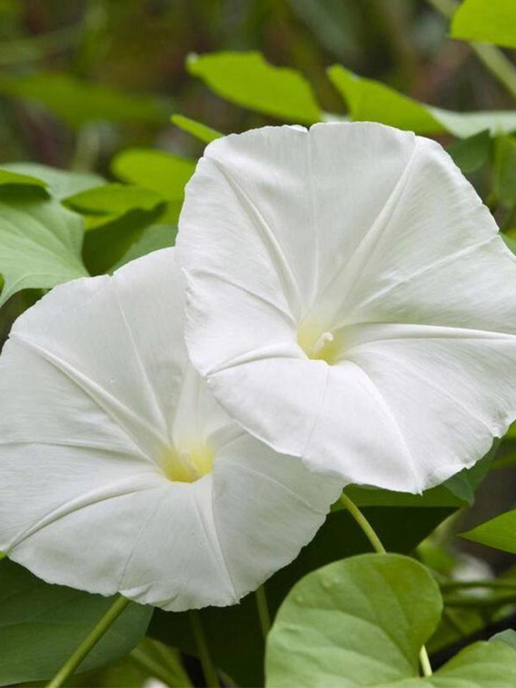 Moonflower
