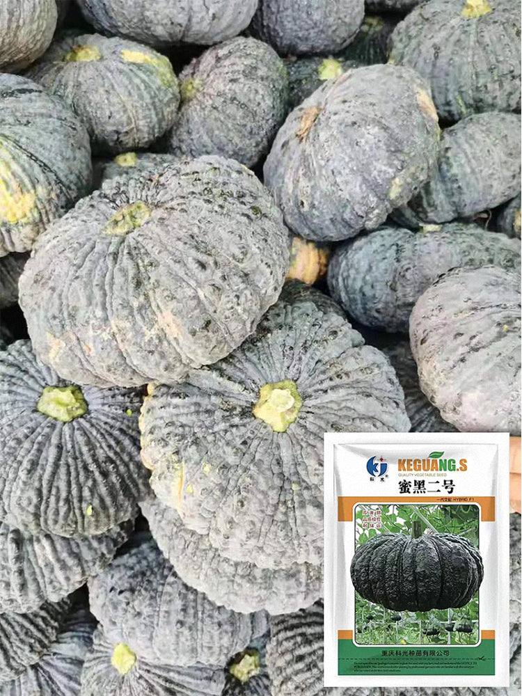 Honey Black No.2 Pumpkin