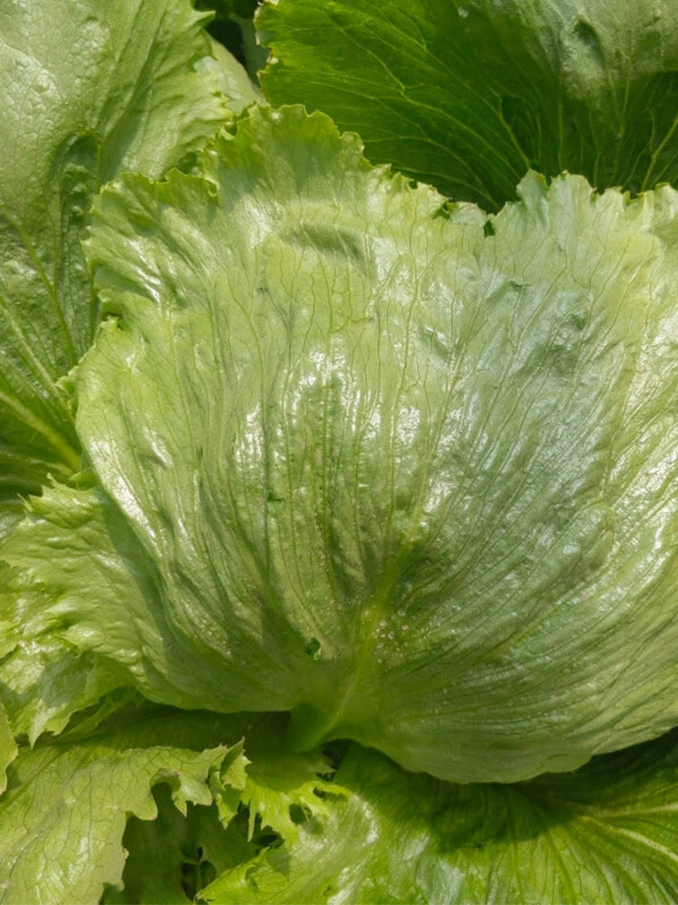 Emerald Crisp' Lettuce (Lactuca sativa L.)