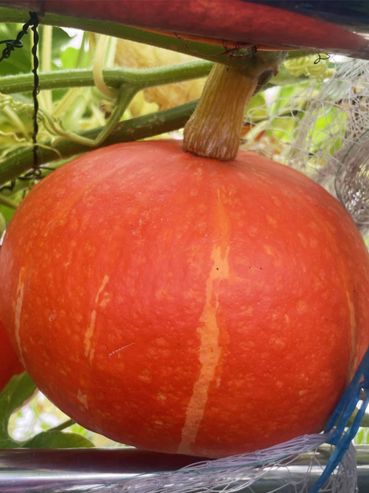 Golden Honey Pumpkin