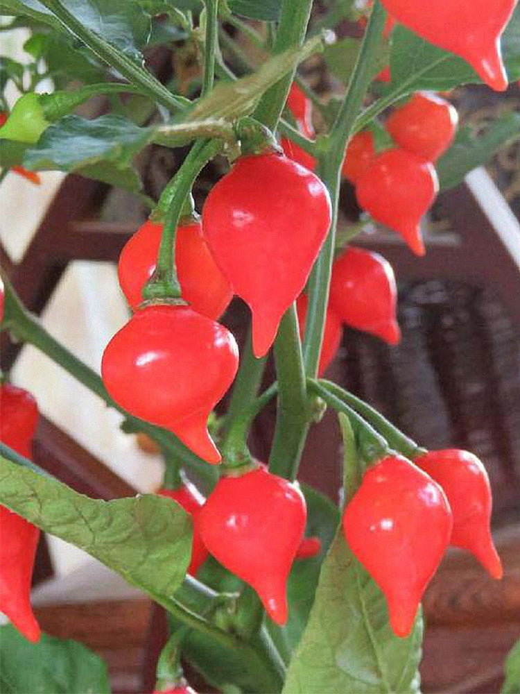 Fruit-flavored Lantern Peppers