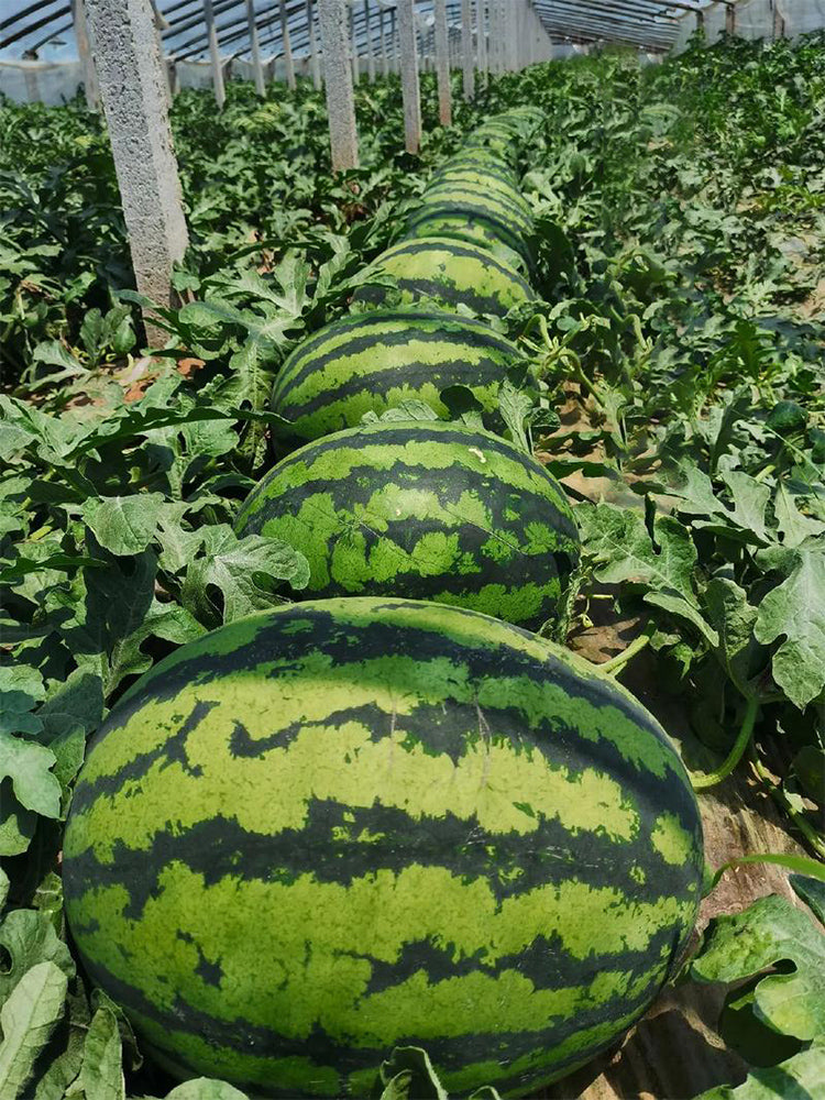 “Jinxiu Tianwang” Watermelons