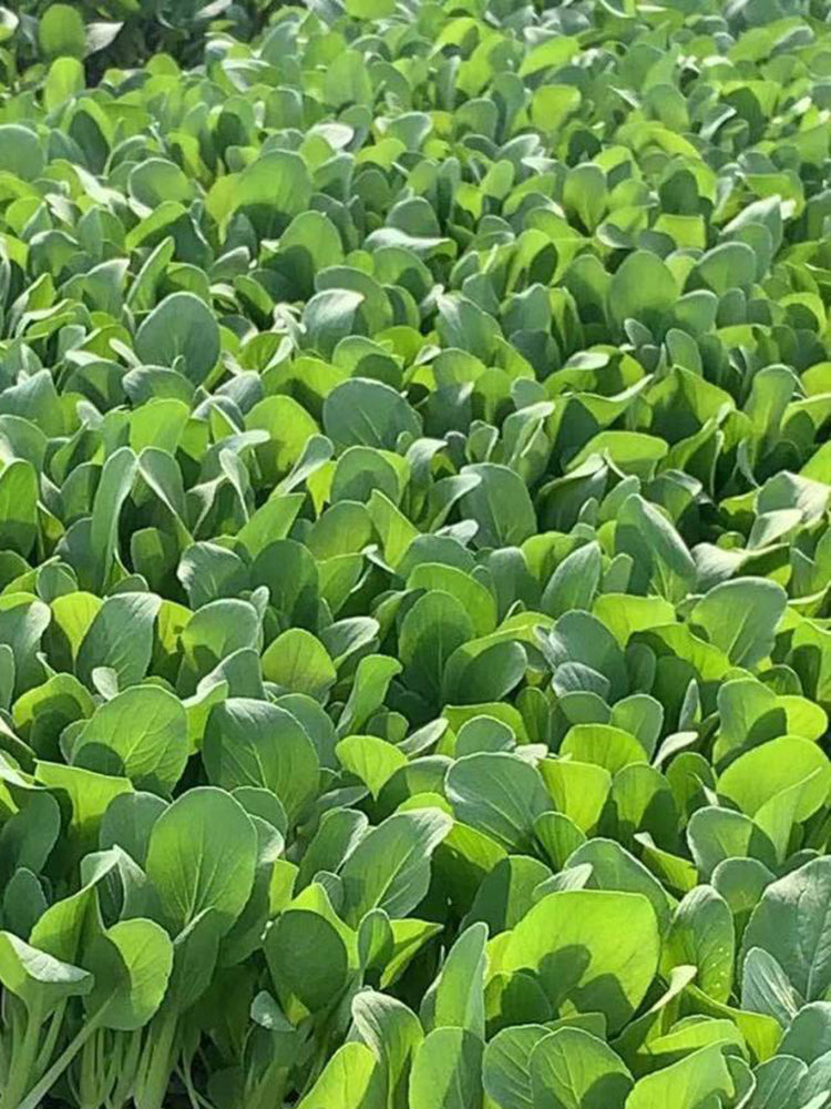 Tender Baby Bok Choy
