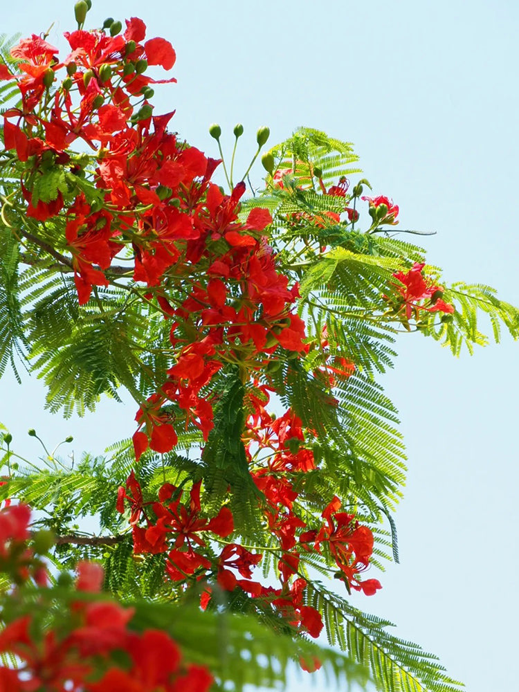 Royal Poinciana
