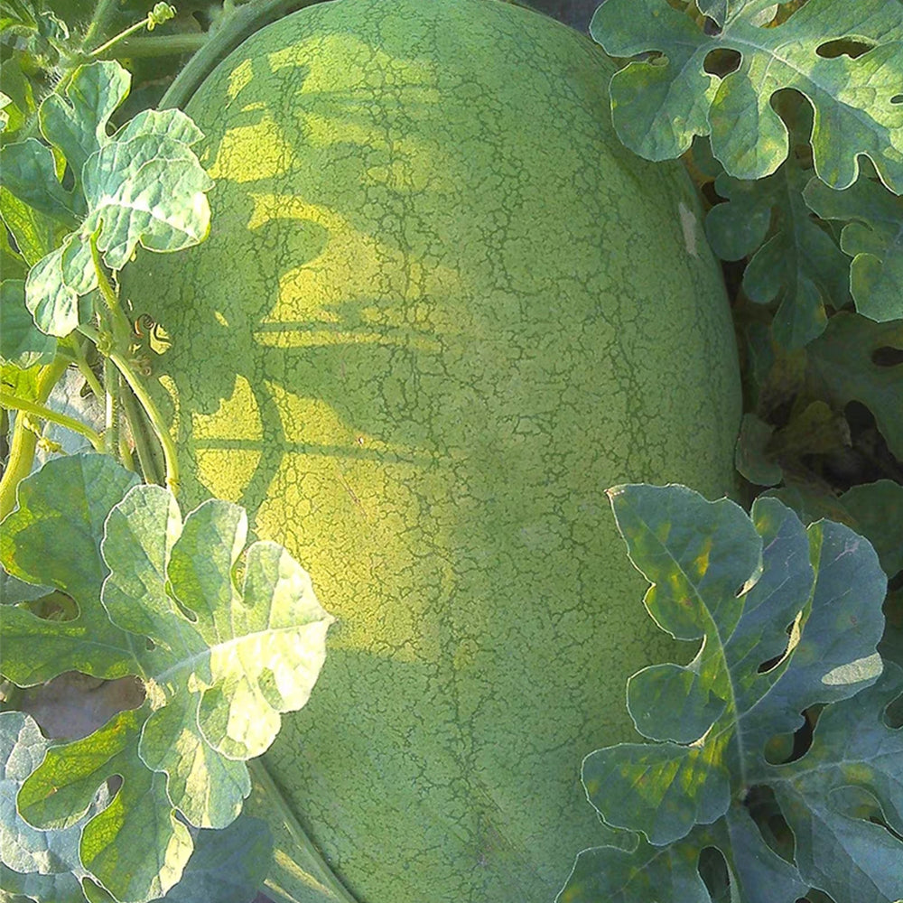 5 Bags (50 Seeds / Bag) 'Green Emperor' Watermelon Seeds