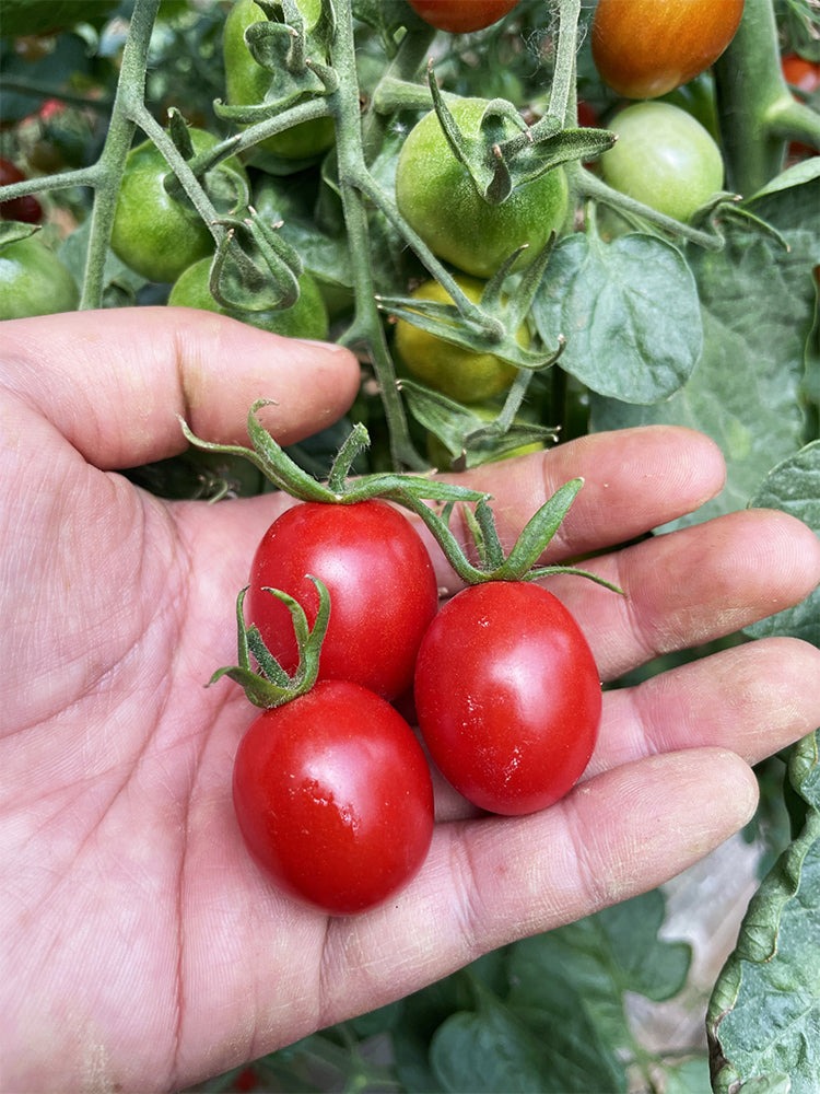 Hongcuili Cherry Tomato