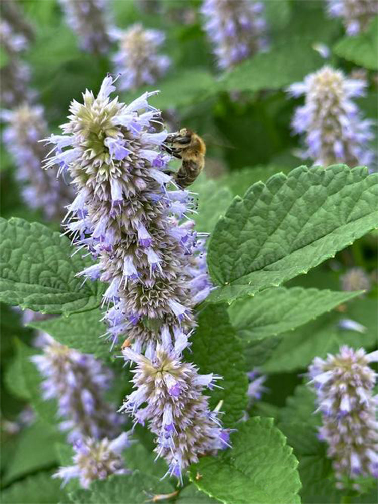 Korean mint (Agastache rugosa)