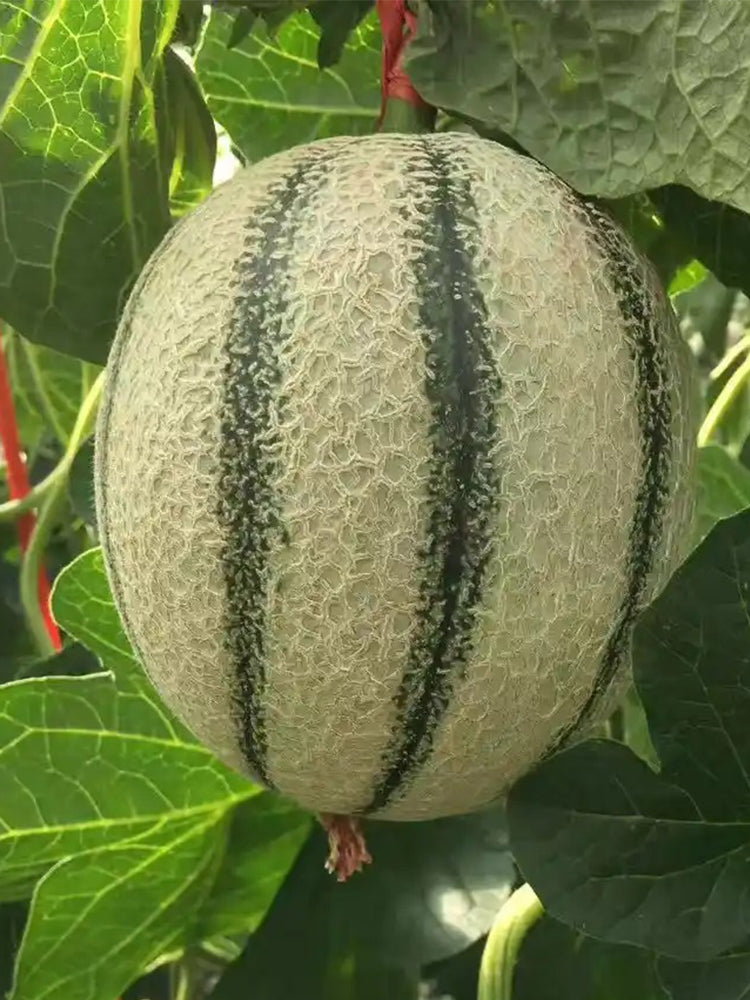 Basketball Green Hybrid Melon