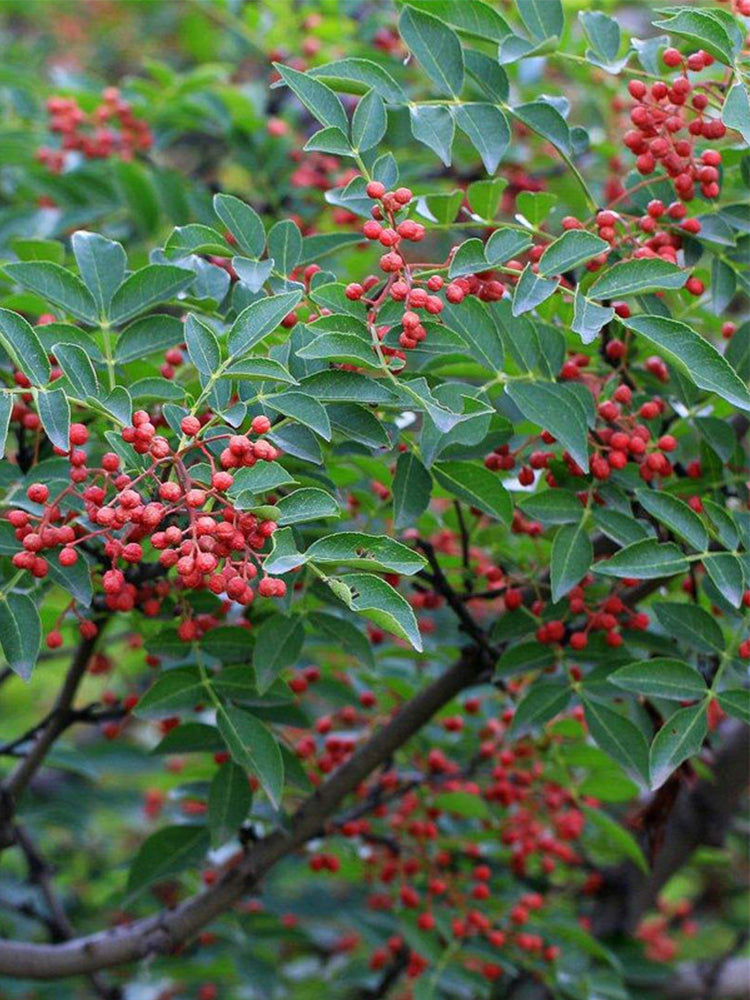 Dahongpao Sichuan Peppercorn