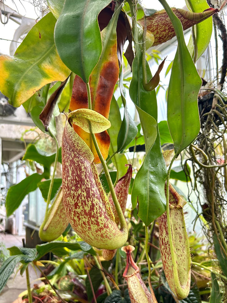 Nepenthes mirabilis Seeds Mixed