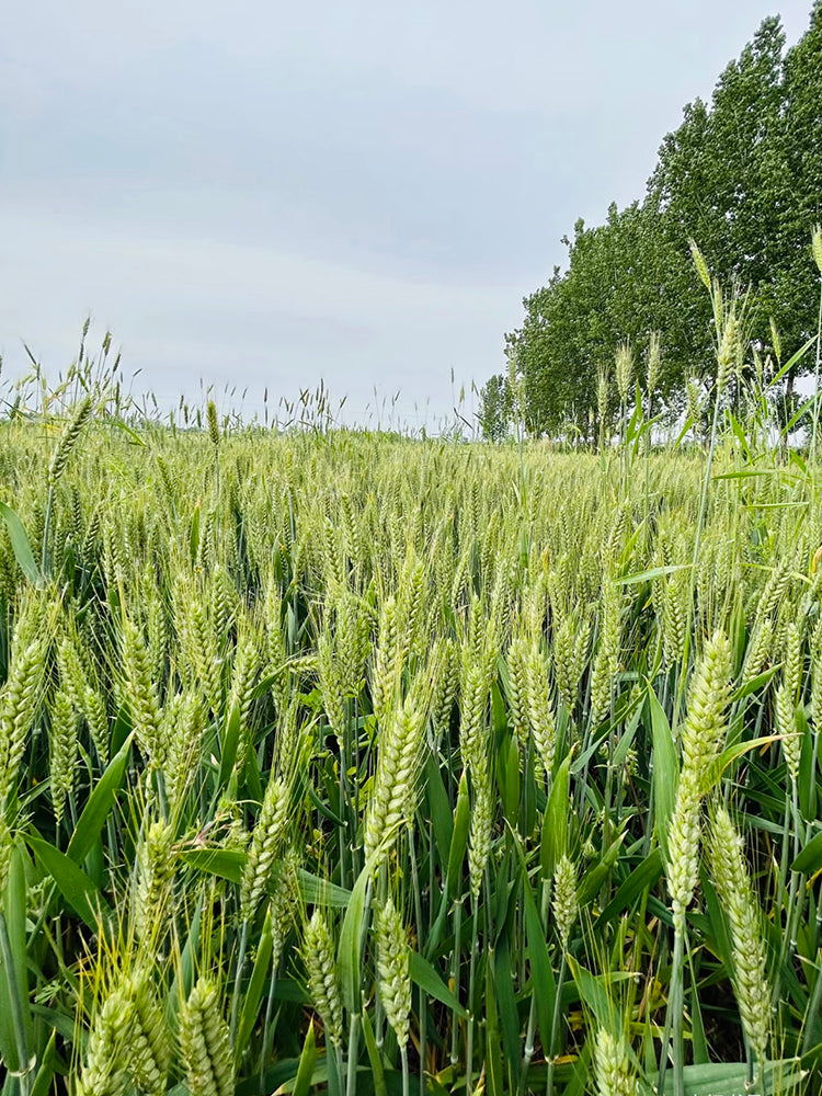 Barley