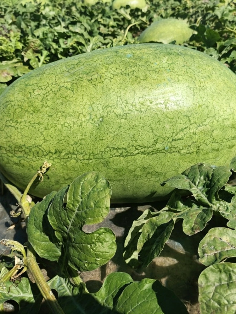 Green Phoenix F1 Giant Watermelon