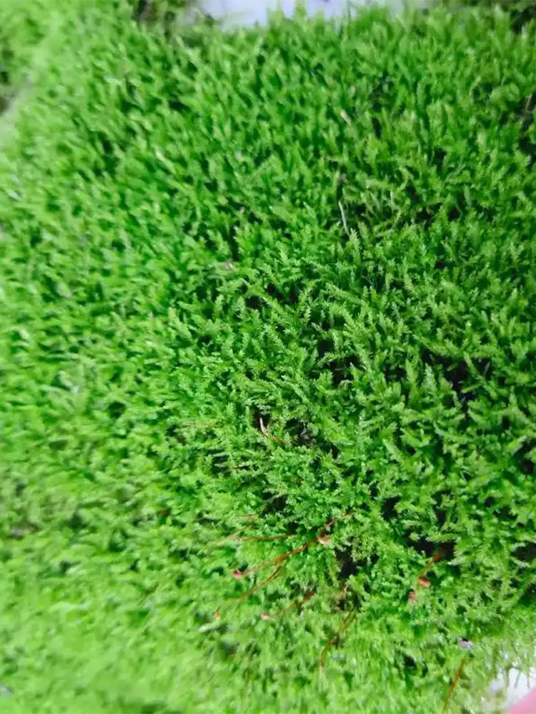 Short-stemmed Moss