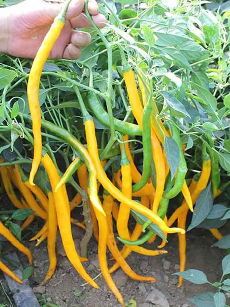 Huangdi Linear Chili Pepper