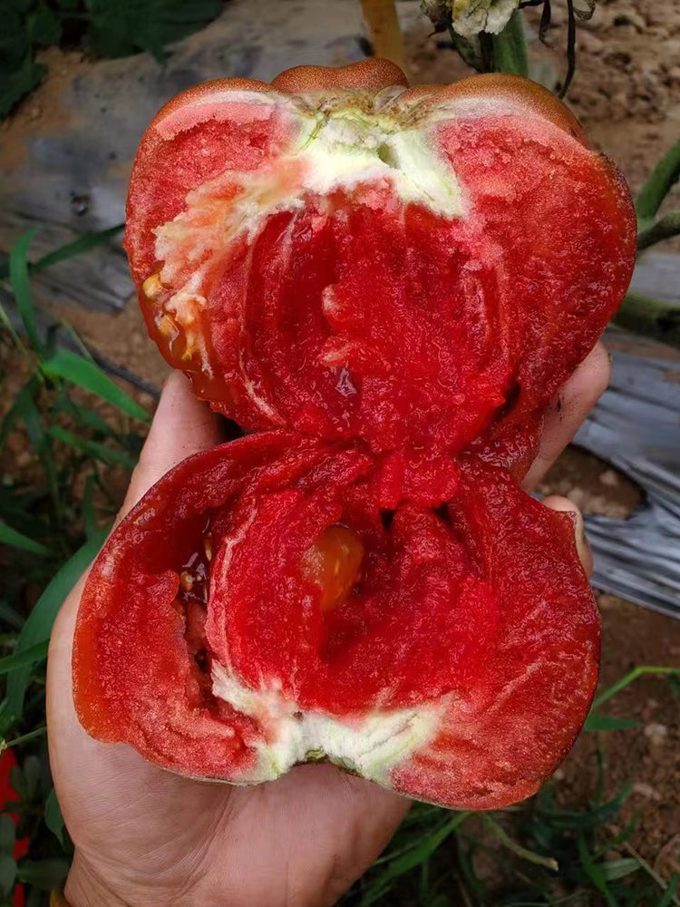 'Elena's Amethyst Heart' Tomato