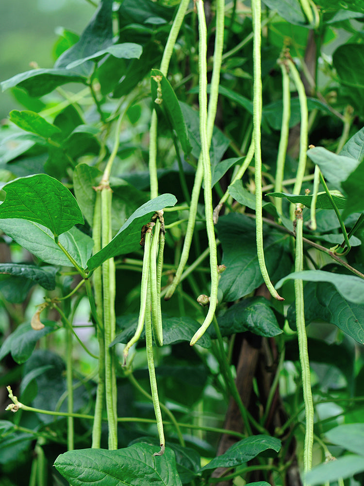 Huajun No.1 Yardlong Beans